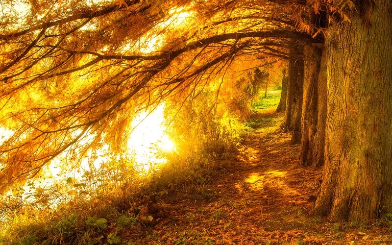 Path under Autumn Trees — Gold