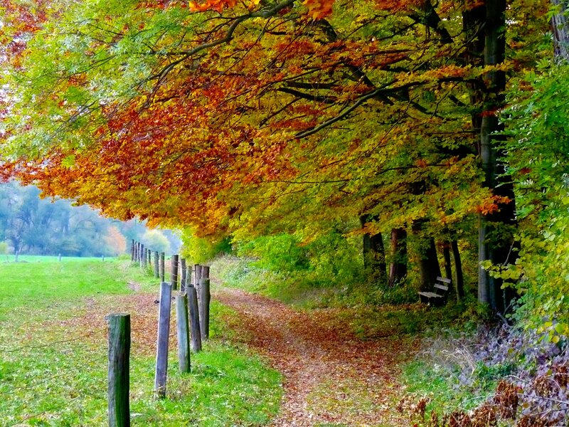 Path under Autumn Trees — Green