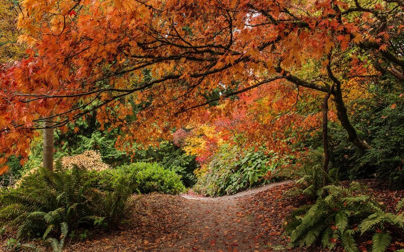 Path under Autumn Trees — Orange, Serene
