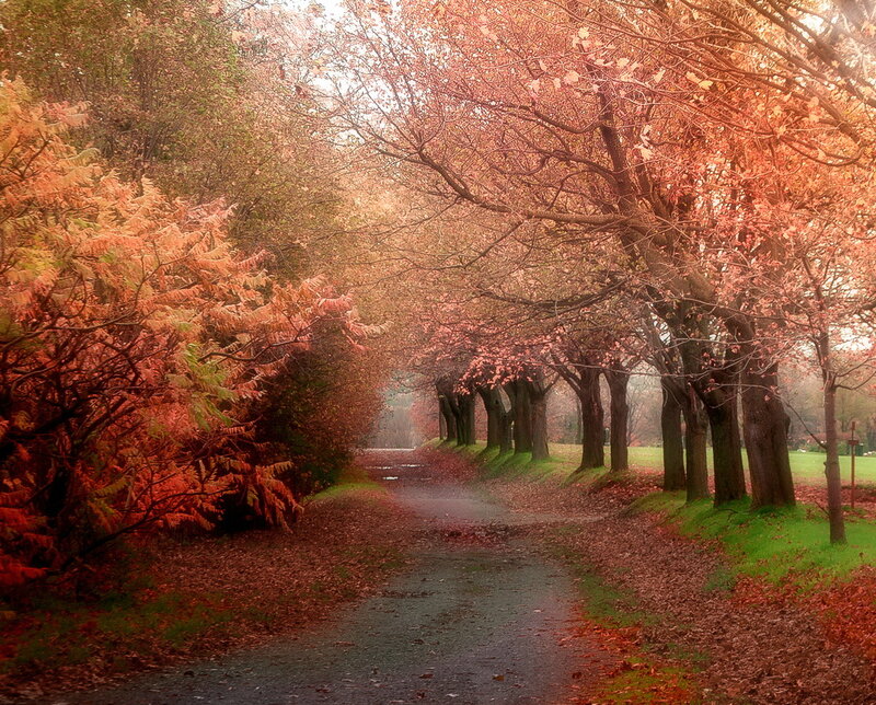 Path under Autumn Trees — Orange