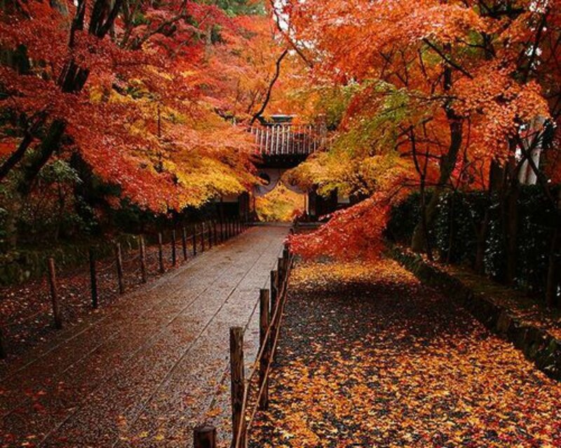 Path under Autumn Trees — Red, Serene, Photograph, Leaves, Bridge