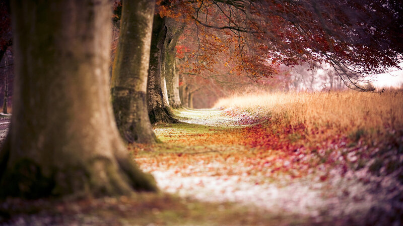 Path under Autumn Trees — Red, Serene, Photograph, Leaves