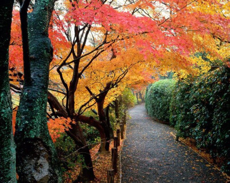 Path under Autumn Trees — Red, Serene, Photograph