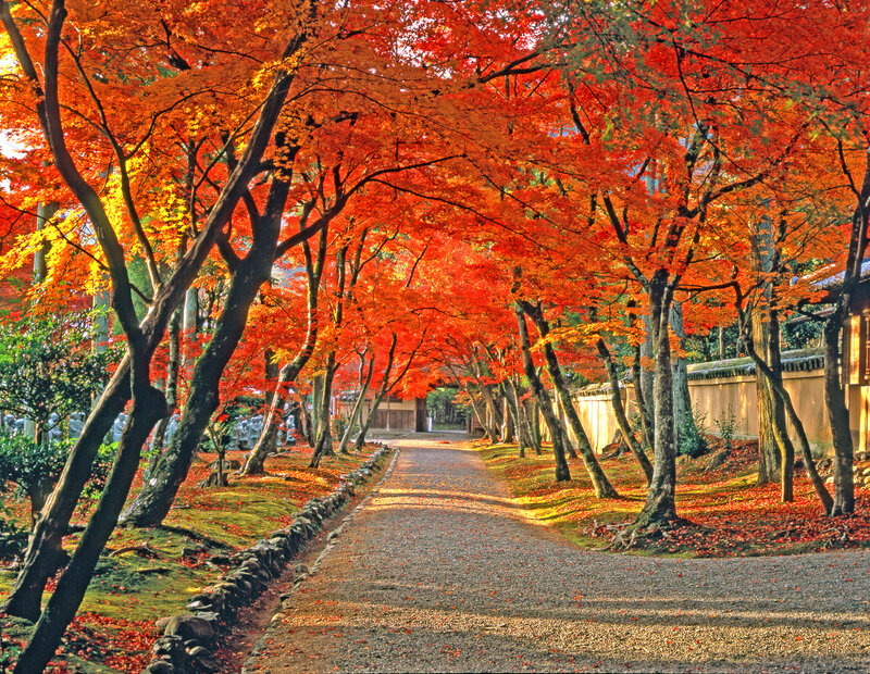 Path under Autumn Trees — Red, Serene