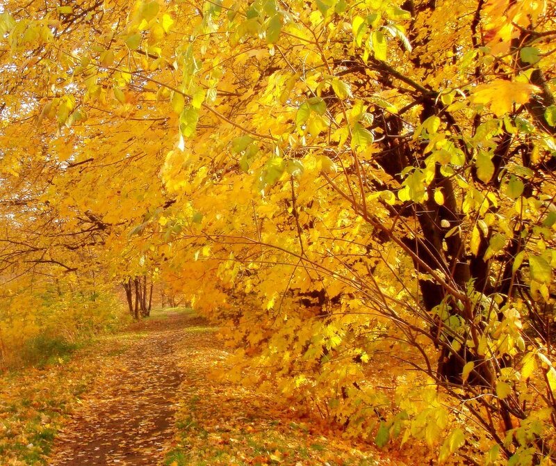 Path under Autumn Trees