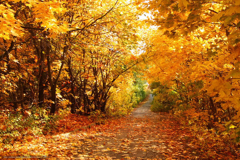 Path under Autumn Trees — Yellow, Serene, Photograph, Leaves