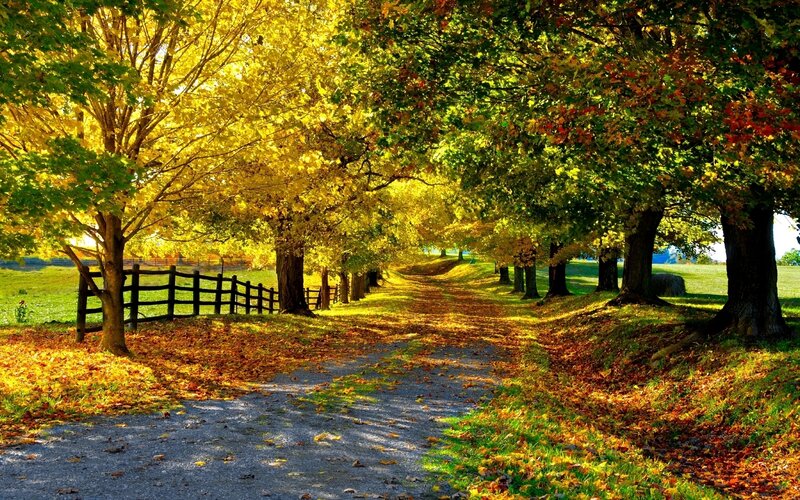 Path under Autumn Trees — Yellow, Serene, Photograph