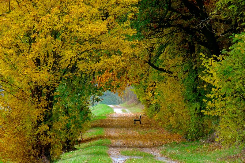 Path under Autumn Trees — Yellow, Serene