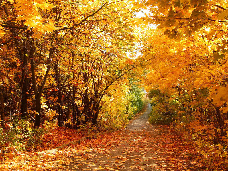 Path under Autumn Trees — Yellow