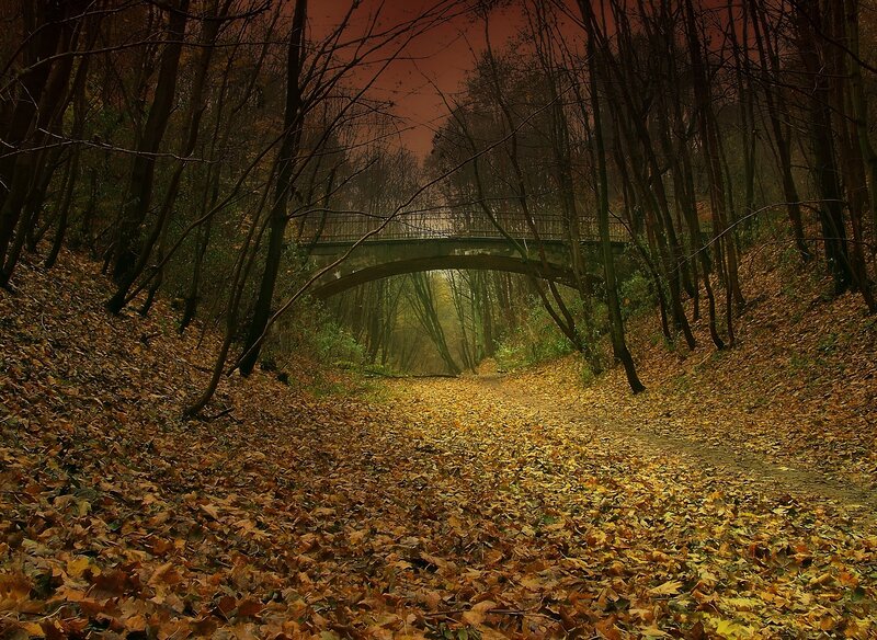 Path under Bridge in Forest