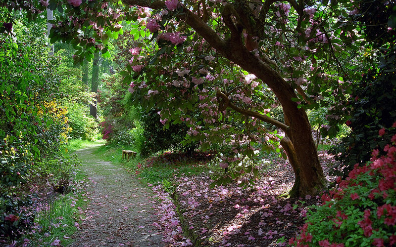 Path under Flowering Tree