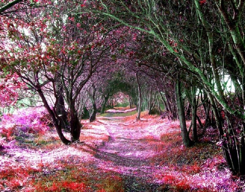 Path under Flowering Trees — Pink
