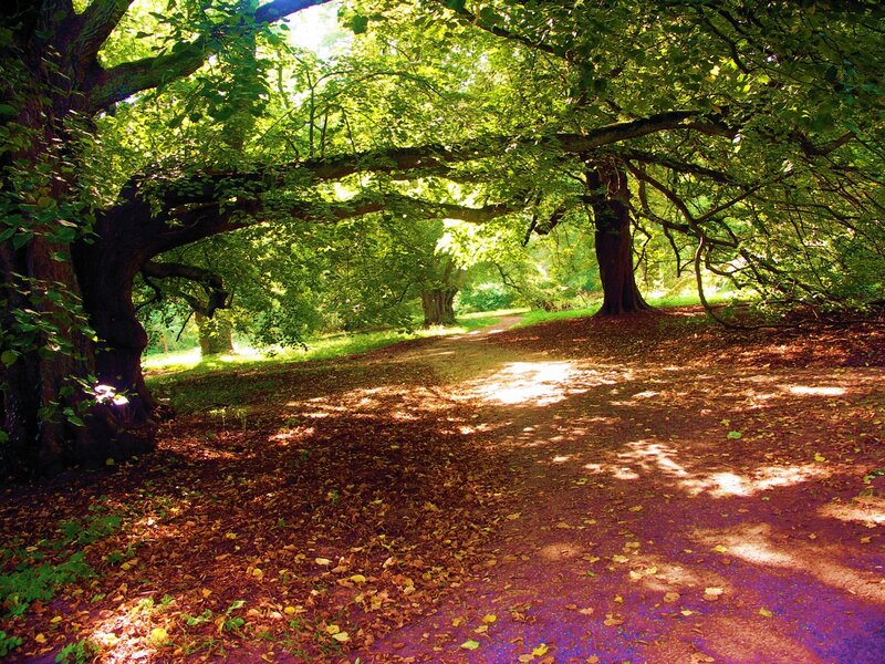 Path under Leafy Trees