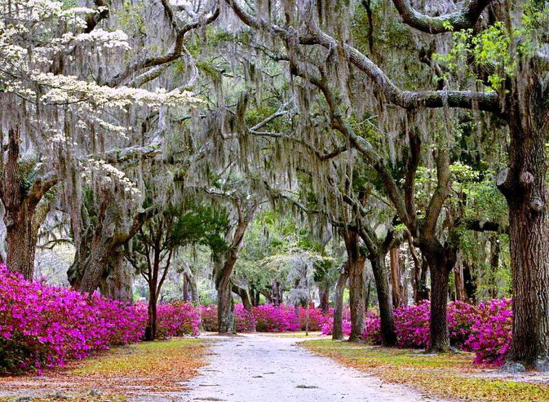 Path under Oak Trees