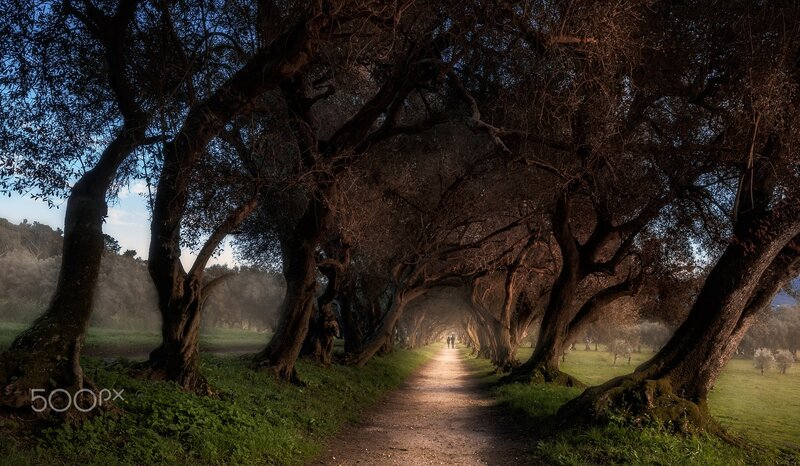 Path under Olive Trees