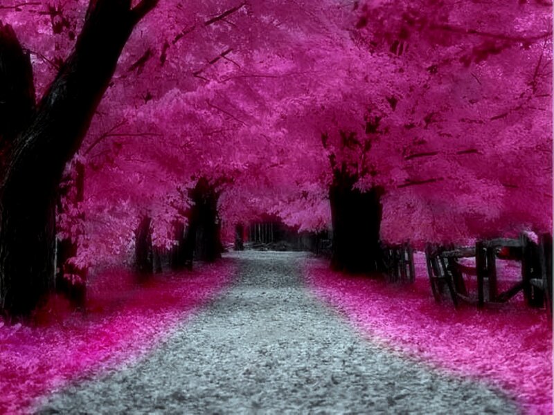 Path under Pink Trees — Serene, Digital Art, Fence