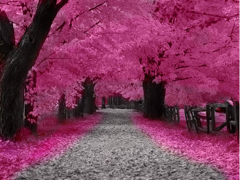 Path under Pink Trees — Serene, Digital Art