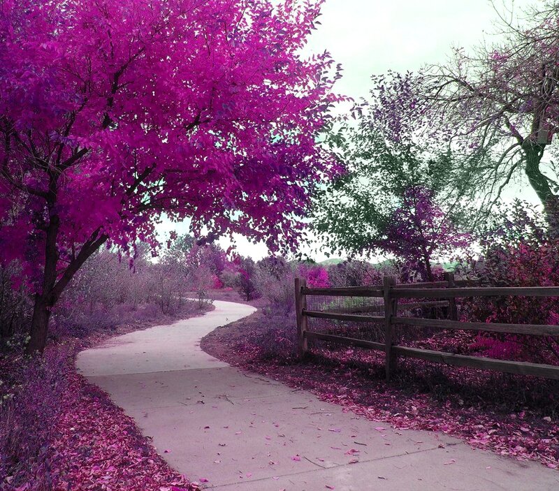 Path under Purple Trees — Serene