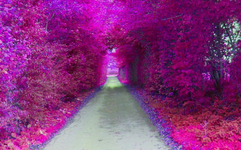Path under Purple Trees
