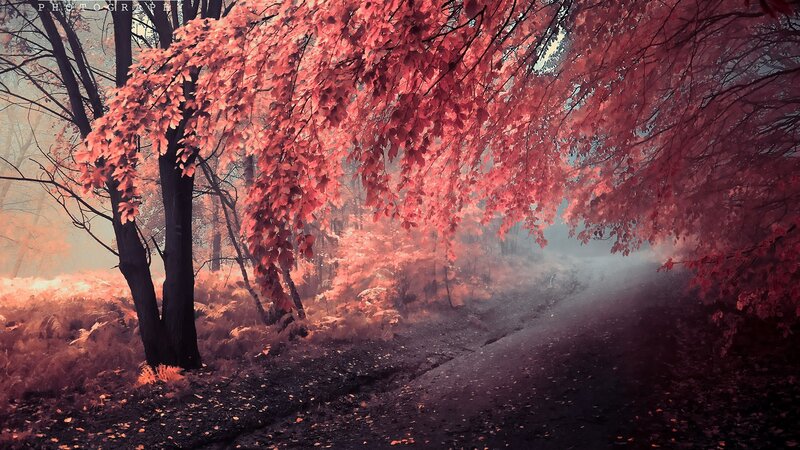 Path under Red-leafed Trees — Red, Misty