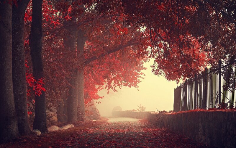 Path under Red-leafed Trees — Red, Serene, Autumn
