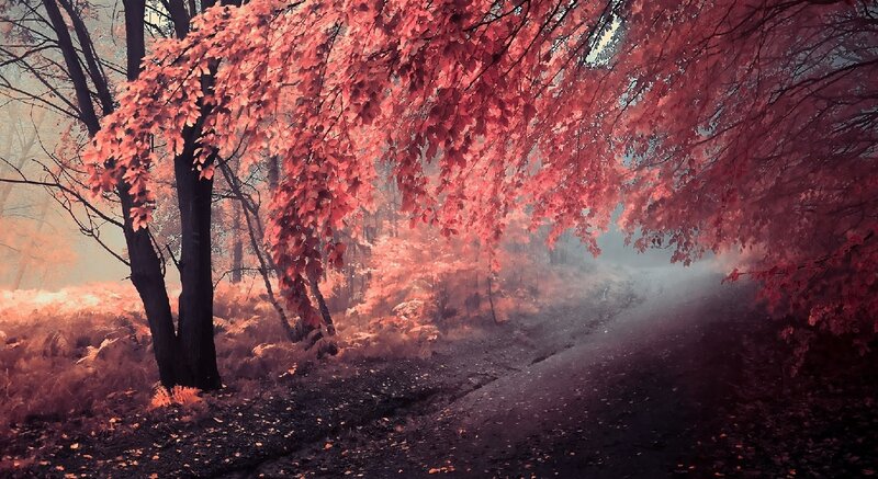 Path under Red-leafed Trees — Red, Serene