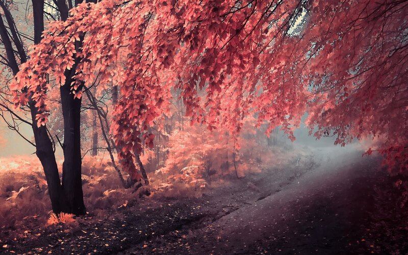 Path under Red-leafed Trees — Red