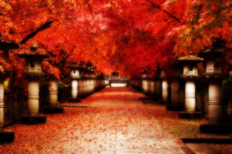 Path under Red Trees