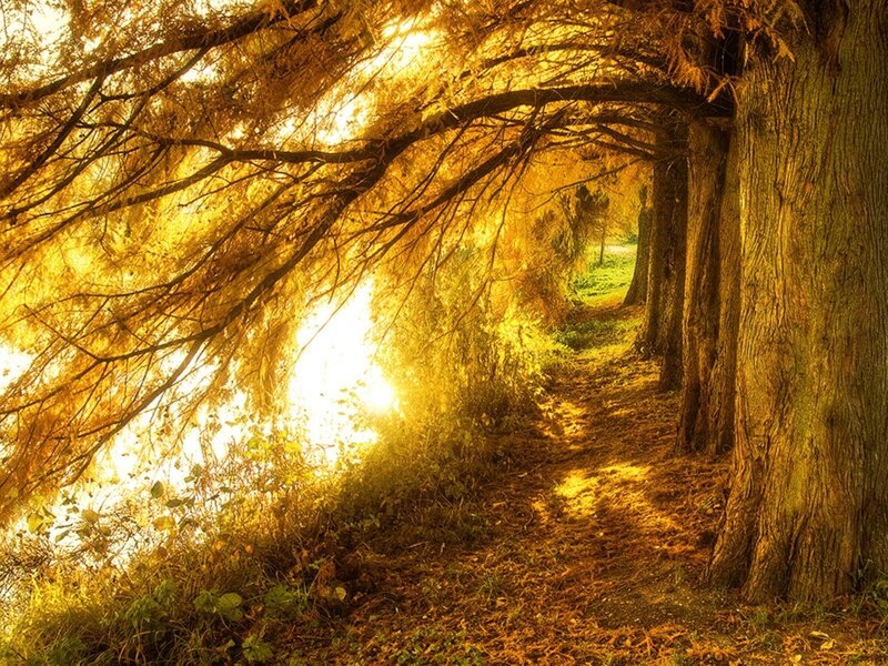 Path under Tree Canopy — Gold