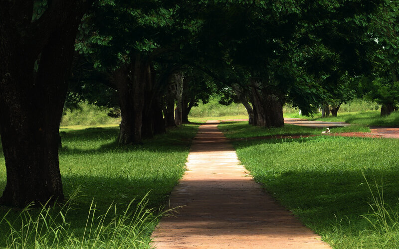 Path under Tree Canopy — Green, Serene, Afternoon, Photograph