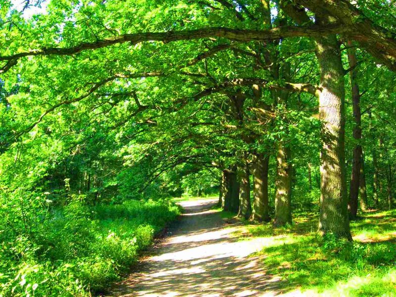 Path under Tree Canopy — Green, Serene, Afternoon, Photograph, Trees, Grass