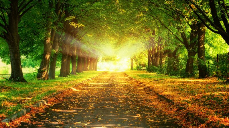 Path under Tree Canopy — Green, Serene, Afternoon