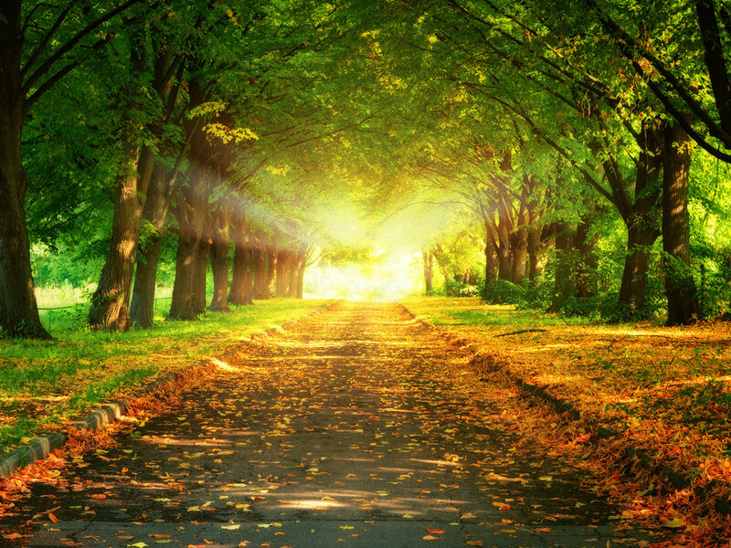 Path under Tree Canopy — Green, Serene