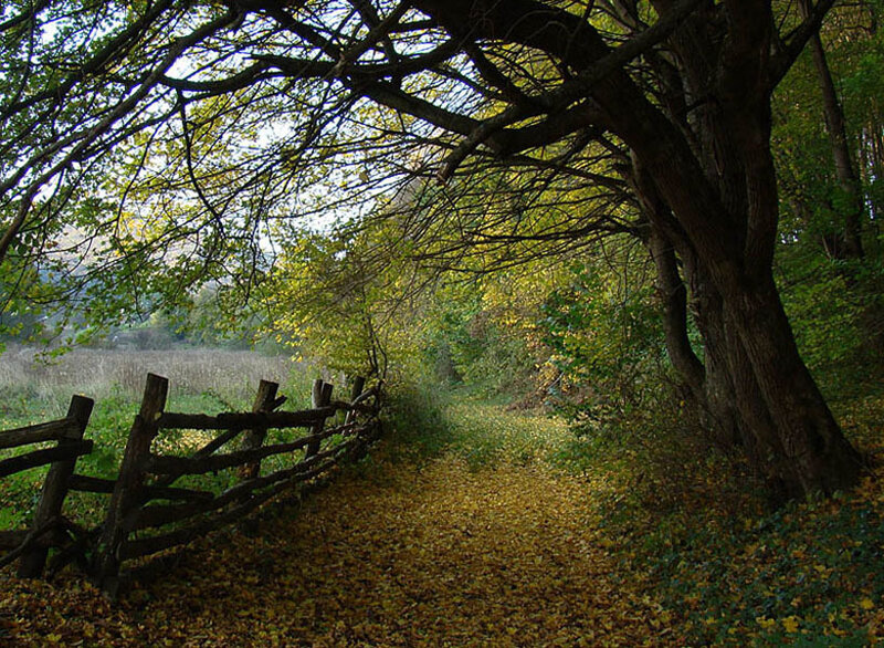 Path under Tree Canopy — Green