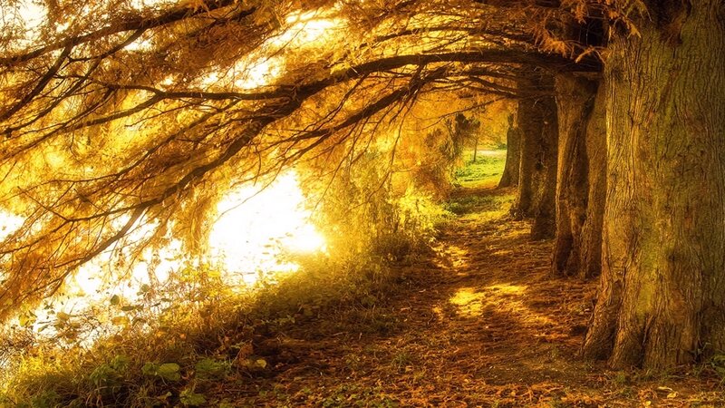 Path under Tree Canopy