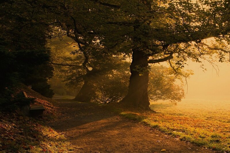 Path under Trees