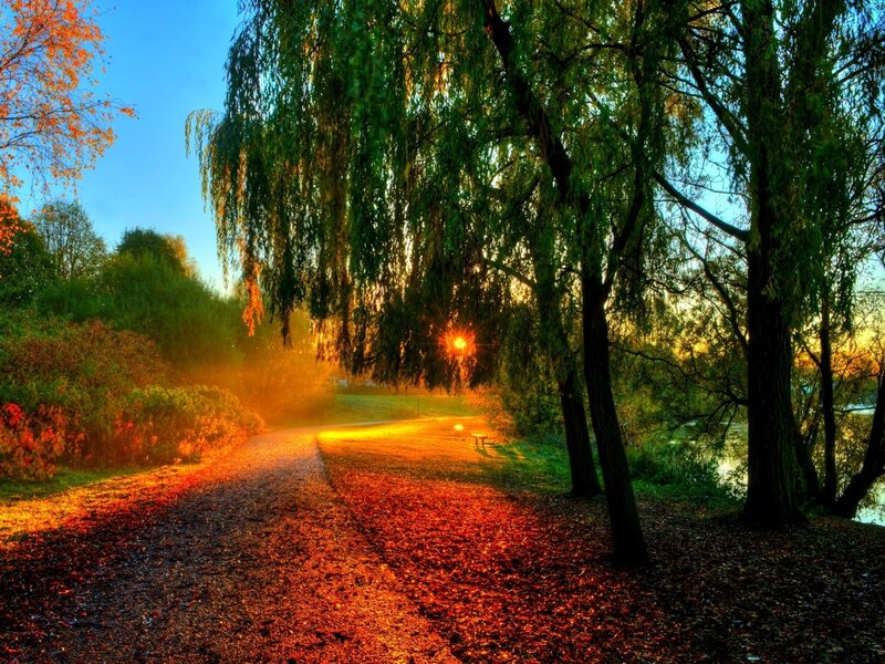 Path under Weeping Willow
