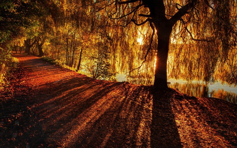 Path under Willow Tree
