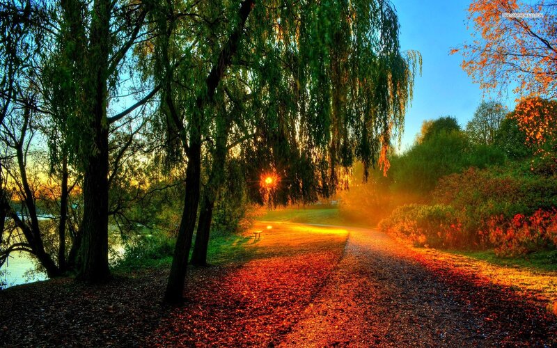 Path under Willow Trees — Green