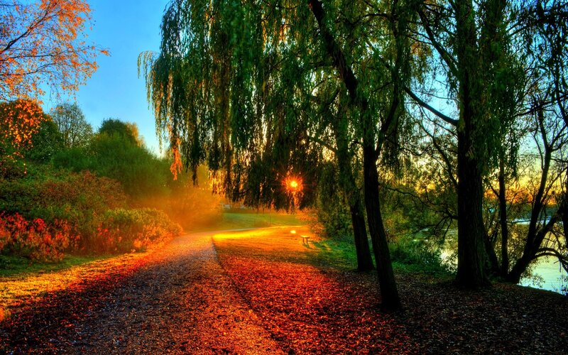 Path under Willow Trees — Orange, Serene