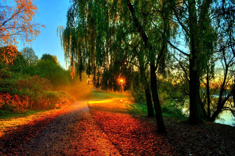 Path under Willow Trees