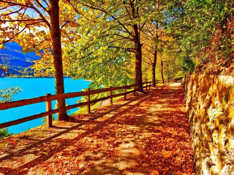 Path with Autumn Leaves — Orange