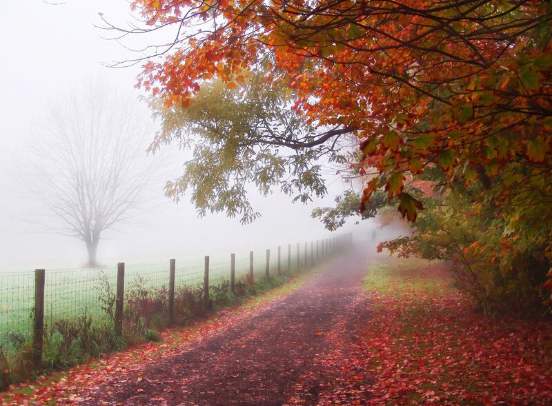 Path with Autumn Leaves