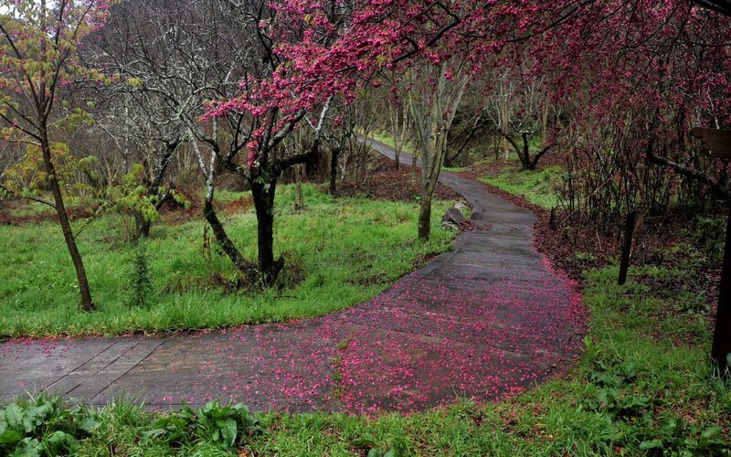 Path with Cherry Blossoms