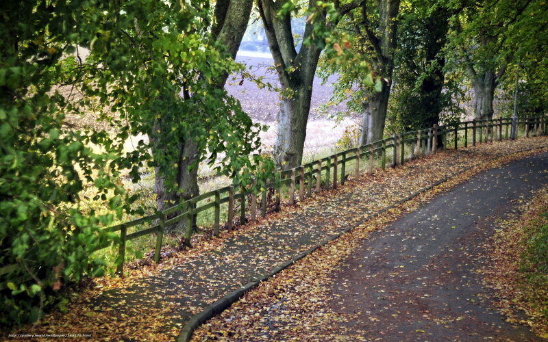 Path with Fallen Leaves — Green, Serene