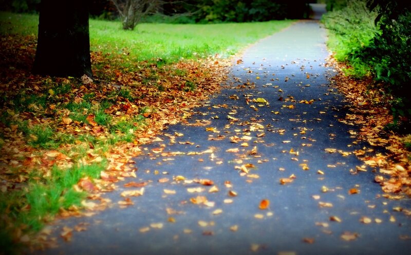 Path with Fallen Leaves — Green