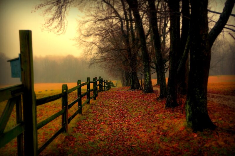 Path with Fallen Leaves — Red