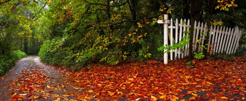 Path with Fallen Leaves