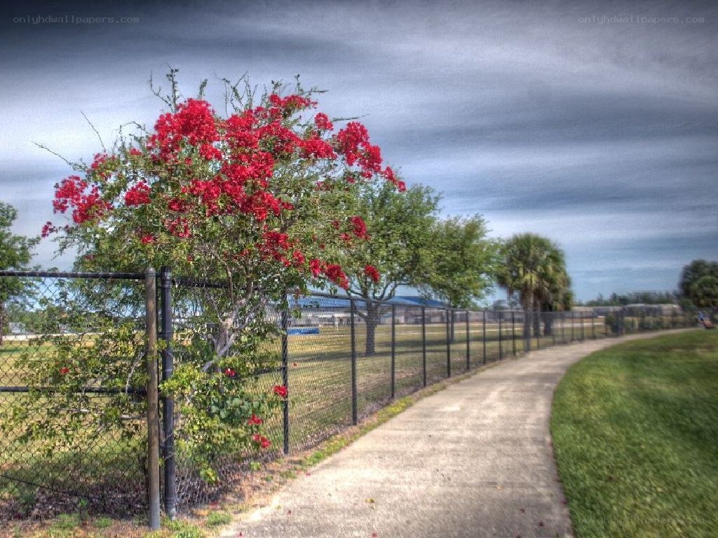 Path with flowering tree and fence