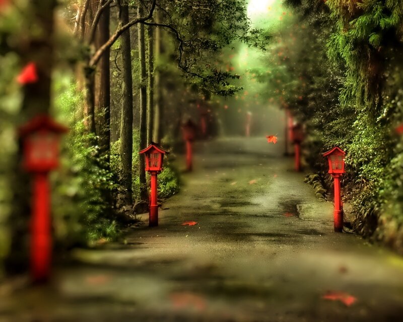 Path with Red Lanterns — Serene, Autumn, Photograph, Trees, Leaves